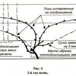obrezka-vinograda-osenyu-8
