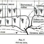 obrezka-vinograda-osenyu-9-1