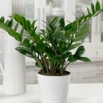 zamioculcas-uhod-1