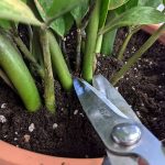 zamioculcas-uhod-10