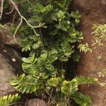 zamioculcas-uhod-2
