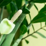 zamioculcas-uhod-3