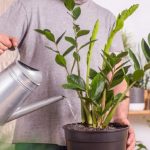 zamioculcas-uhod-4