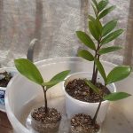 zamioculcas-uhod-7