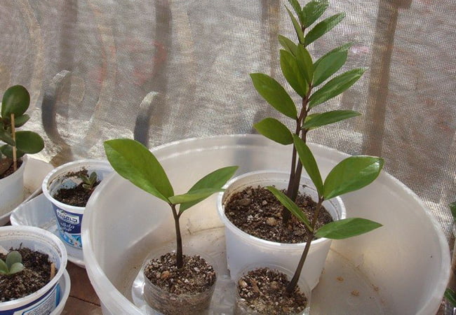 Обычно лист замиокулькаса укореняется за 2-3 месяца