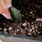 zamioculcas-uhod-8