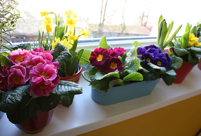 Комнатная примула: уход за весенним цветком в домашних условиях