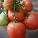 tomat-alsu-1