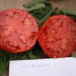 tomat-nastenka-5