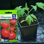 tomat-serdceedka-6