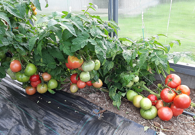 Сорт Демидов можно выращивать, как стелющийся томат