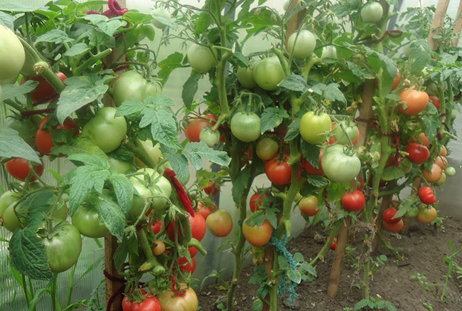 В теплицах томаты обычно подвязывают и удаляют нижние листья 