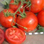 tomat-sanka-4