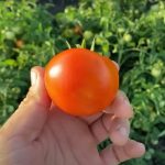 tomat-sanka-5