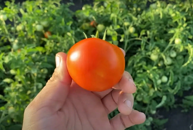 Вызревший плод томата