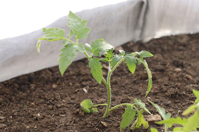Ультраранний томат Санька: особенности неприхотливого сорта + советы по выращиванию
