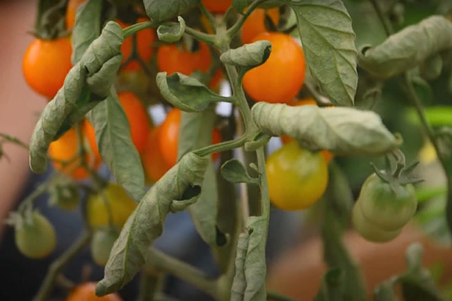 Скручивание листьев томата Монеточка в жаркой теплице