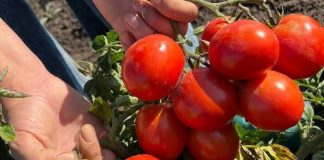 Томат Запуняка — дебютант 2023 года: полное описание сорта