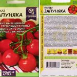 tomat-zapunyaka-2