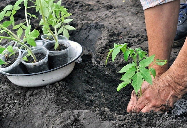 Процесс высадки рассады томатов в открытый грунт