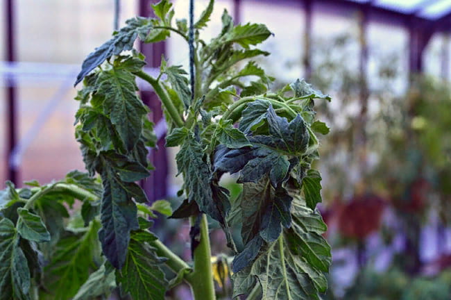При избытке азота томаты переходят в вегетативную стадию развития