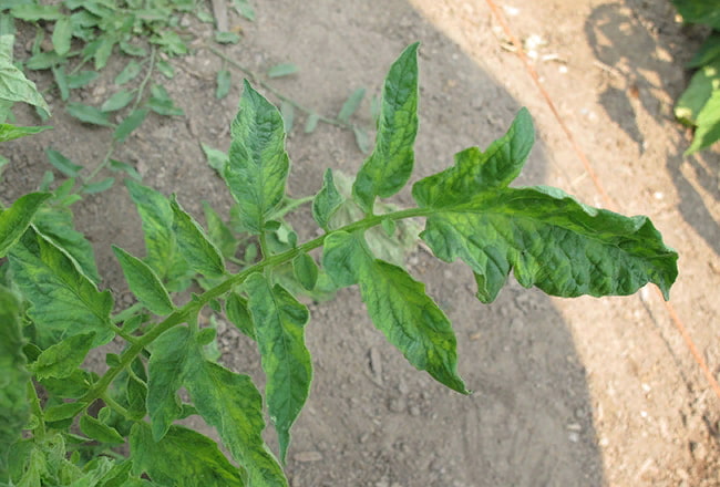 Характерный симптом табачной мозаики - желто-зеленые пятна на листьях
