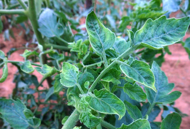 Вирус мозаики томатов - симптомы на листьях