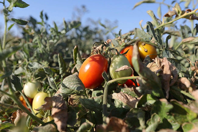 В засушливых условиях томаты сначала вянут, а затем - желтеют