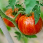 tomat-tolstyj-bocman-1