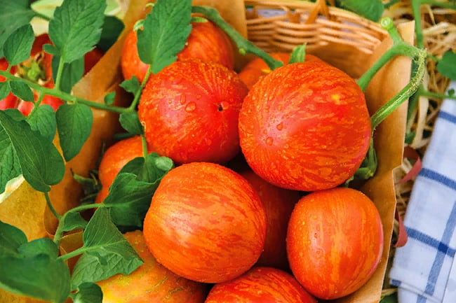 Полосатые помидоры похожи на спелые яблоки