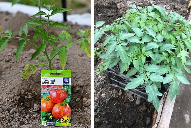 Высадка рассады томатов в открытый грунт