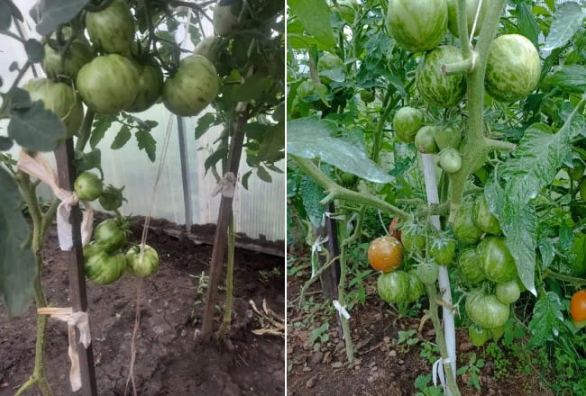 Кусты томатов часто требуют подвязки