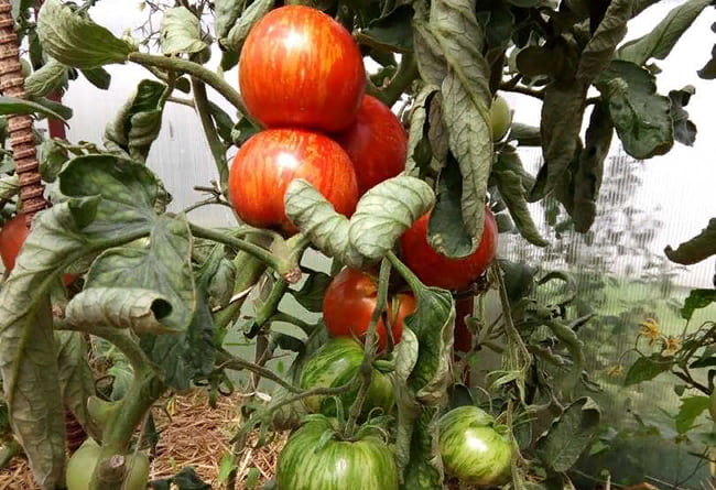 Скручивание листвы томата Толстый боцман в жару